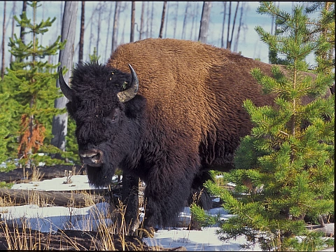 Bison.webp